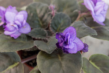Load image into Gallery viewer, Saintpaulia &#39;Fisherman&#39;s Paradise&#39; | 3&quot; Variegated African Violet
