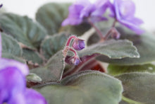Load image into Gallery viewer, Saintpaulia &#39;Fisherman&#39;s Paradise&#39; | 3&quot; Variegated African Violet
