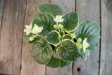 Load image into Gallery viewer, Saintpaulia &#39;Frozen in Time&#39; | 3&quot; Variegated African Violet
