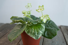 Load image into Gallery viewer, Saintpaulia &#39;Frozen in Time&#39; | 3&quot; Variegated African Violet
