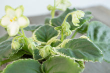 Load image into Gallery viewer, Saintpaulia &#39;Frozen in Time&#39; | 3&quot; Variegated African Violet
