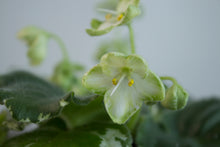 Load image into Gallery viewer, Saintpaulia &#39;Frozen in Time&#39; | 3&quot; Variegated African Violet
