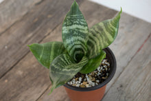 Load image into Gallery viewer, Bird&#39;s Nest Sansevieria | 3.5&quot;
