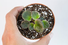 Load image into Gallery viewer, Saintpaulia | 3&quot; Variegated African Violet | baby plantlet
