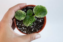Load image into Gallery viewer, Saintpaulia | 3&quot; Variegated African Violet | baby plantlet
