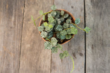 Load image into Gallery viewer, Hoya Curtisii | 3&quot;
