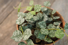 Load image into Gallery viewer, Hoya Curtisii | 3&quot;
