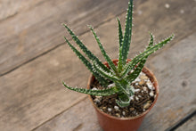 Load image into Gallery viewer, Aloe Haworthia sp | 3&quot;
