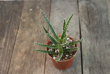 Load image into Gallery viewer, Aloe Haworthia sp | 3&quot;
