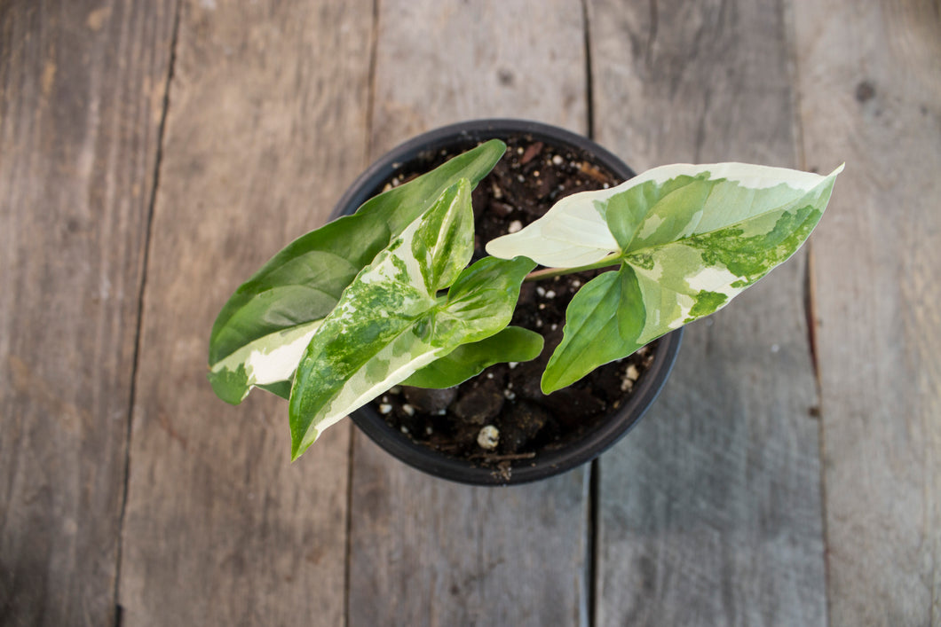 Syngonium Podophyllum 'Albo' | 4