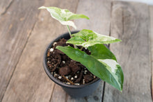 Load image into Gallery viewer, Syngonium Podophyllum &#39;Albo&#39; | 4&quot;
