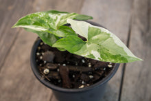 Load image into Gallery viewer, Syngonium Podophyllum &#39;Albo&#39; | 4&quot;
