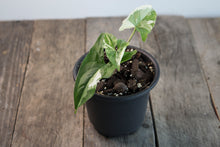 Load image into Gallery viewer, Syngonium Podophyllum &#39;Albo&#39; | 4&quot;
