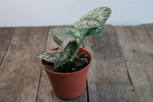 Load image into Gallery viewer, Scindapsus &#39;Silver Lady&#39; | 3&quot;
