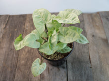 Load image into Gallery viewer, Syngonium Podophyllum &#39;Moonlight&#39; | 4&quot;
