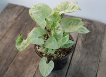 Load image into Gallery viewer, Syngonium Podophyllum &#39;Moonlight&#39; | 4&quot;
