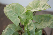Load image into Gallery viewer, Syngonium Podophyllum &#39;Moonlight&#39; | 4&quot;
