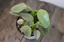 Load image into Gallery viewer, Philodendron Hastatum &#39;Silver Sword&#39; | 4&quot;
