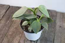 Load image into Gallery viewer, Philodendron Hastatum &#39;Silver Sword&#39; | 4&quot;
