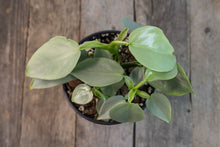 Load image into Gallery viewer, Philodendron Hastatum &#39;Silver Sword&#39; | 4&quot;
