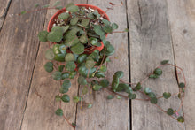 Load image into Gallery viewer, Peperomia Ruby Cascade | 4&quot;
