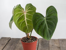 Load image into Gallery viewer, Philodendron Gloriosum | 4.5&quot;
