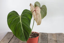 Load image into Gallery viewer, Philodendron Gloriosum | 4.5&quot;

