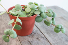 Load image into Gallery viewer, Peperomia Hope | 4&quot;
