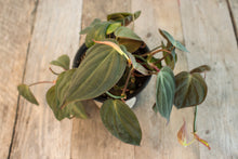 Load image into Gallery viewer, Philodendron Micans | 4&quot;
