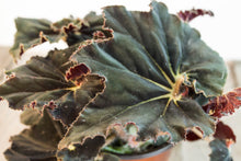 Load image into Gallery viewer, Rex Begonia &#39;Black Fang&#39; | 4.5&quot;
