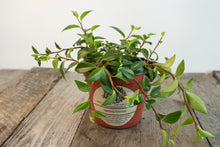 Load image into Gallery viewer, Peperomia Trinervula | 4&quot;
