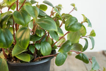 Load image into Gallery viewer, Peperomia Obtusifolia - Trailing | 4&quot;

