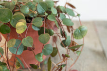 Load image into Gallery viewer, Peperomia Ruby Cascade | 4&quot;
