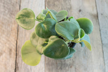 Load image into Gallery viewer, Peperomia Incana &#39;Felted Peperomia&#39; | 4&quot;
