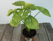 Load image into Gallery viewer, Syngonium Podophyllum &#39;Gold Allusion&#39; | 4.5&quot;

