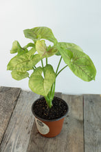 Load image into Gallery viewer, Syngonium Podophyllum &#39;Gold Allusion&#39; | 4.5&quot;
