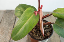 Load image into Gallery viewer, Philodendron Erubescens &#39;Red Emerald&#39; | 4.5&quot;
