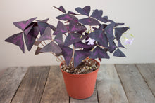 Load image into Gallery viewer, Oxalis Triangularis &#39;Purple Shamrock&#39;| 4.5&quot;

